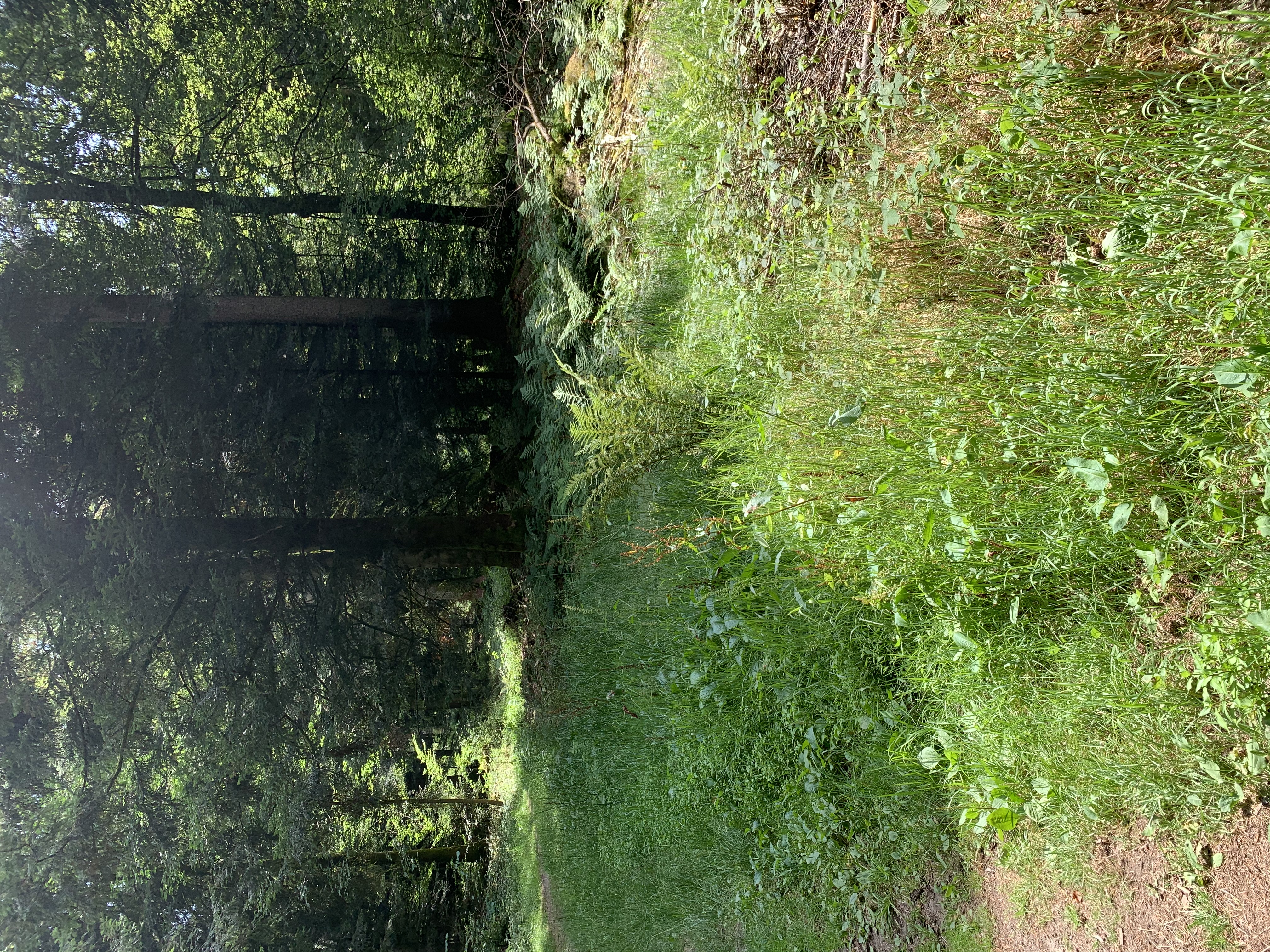 Parc naturel du Jorat - repérage 3